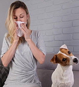 5 Tips for Helping House Guests With Dog or Cat Allergies