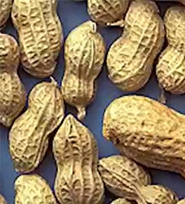 Health Headlines: New hope for children with peanut allergies